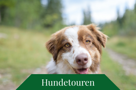 Hundetouren Hundetouren