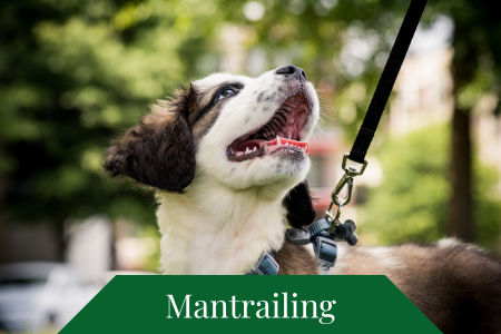 Mantrailing Mantrailing