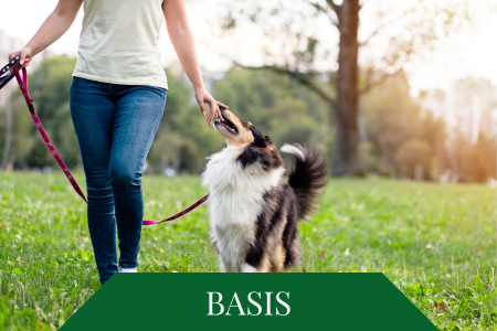 Leinenführigkeit Basiskurs Hundeschule