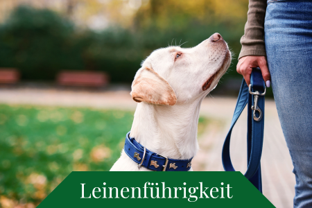 Leinenführigkeit Aufbaukurs Hundeschule