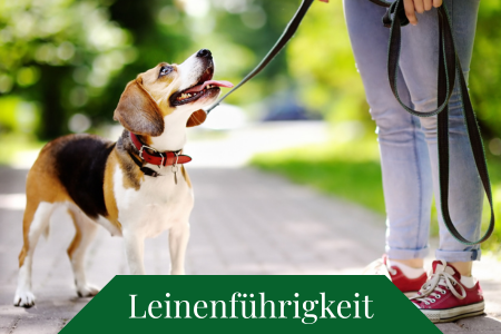 Leinenführigkeit Basiskurs Hundeschule