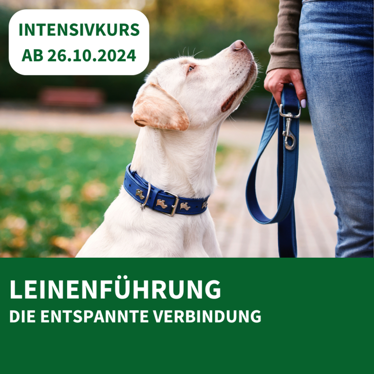 Outdoor Dogs Andrea Beddies | mobile Hundeschule | Hundetraining